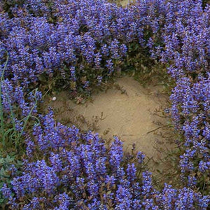 200+ Ajuga Reptans Groundcover Seeds-Good for Erosion Control- Creeping Buglewood-Shade Loving Evergreen Perennial Medicinal Plant-B379