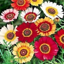 100+  Painted Daisy Flower Seeds- Chrysenthemum Carinatus-B778-Fast growing Beauty