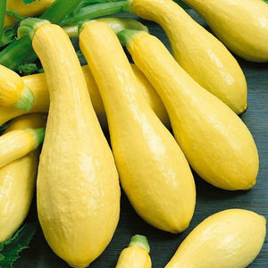 20+  Organic Squash- Early Prolific Straightneck-(Non GMO)- CUCURBITA PEPO-A037