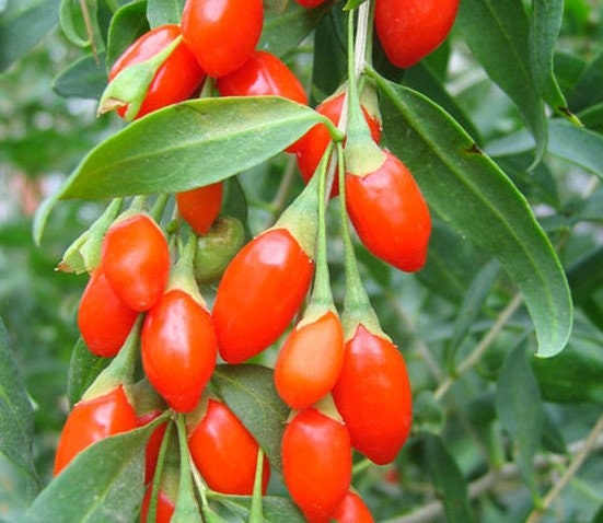 50+ Goji Berry Seeds- Juicy Wolfberry- Lycium Barbarum- Lots of Health Benefits-D018