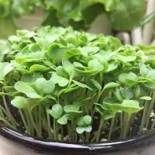 500+ Organic Microgreen Pac Choi Seeds -Pak Choi Bok Choy- Rare Heirloom Vegetable-G069