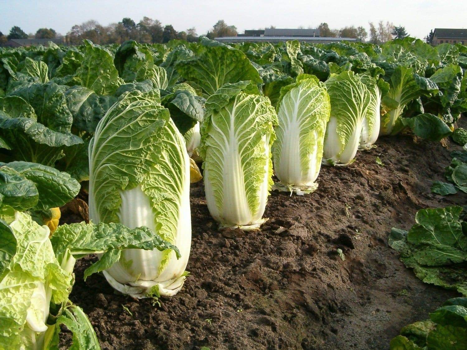 50+ Seeds-China Express Cabbage Seeds-SUI CHOI-A100- Brassica Campestris