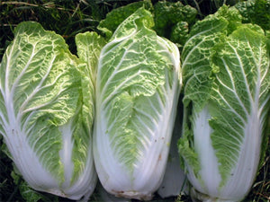 50+ Seeds-China Express Cabbage Seeds-SUI CHOI-A100- Brassica Campestris