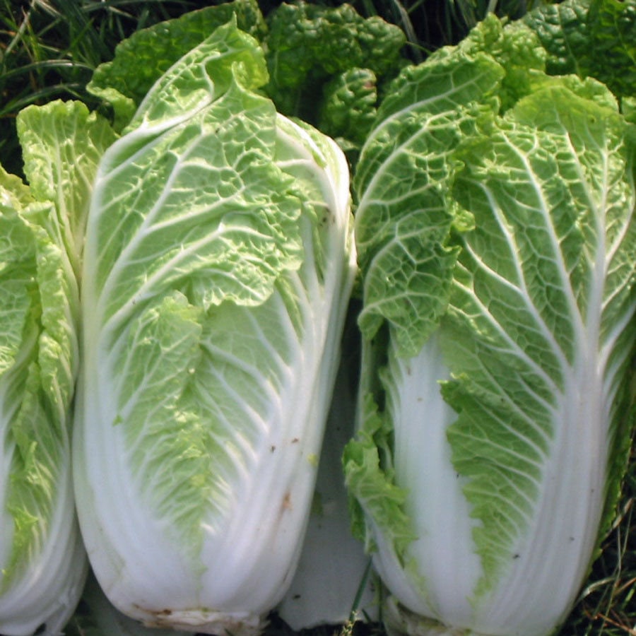 50+ Seeds-China Express Cabbage Seeds-SUI CHOI-A100- Brassica Campestris