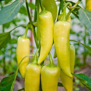 50+ Organic Hungarian Yellow Hot Wax Pepper Seeds-  Non GMO--CAPSICUM ANNUUM---A103-Spicy Hot!