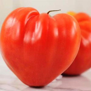 25+  Red Oxheart Tomato Seeds- Lycopersicum Esculentum- Non GMO (Heirloom Variety) Enjoy Deep Red Sweet Tomatoes--A104