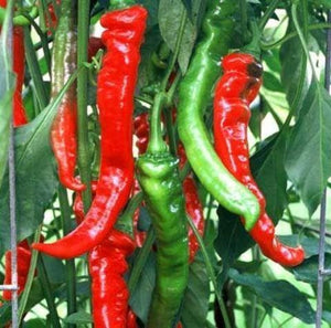 10+ Organic Matan Pepper Seeds--CAPSICUM ANNUUM- Non GMO-A108- Exotic, Sweet, Crisp, Juicy, and delicious!