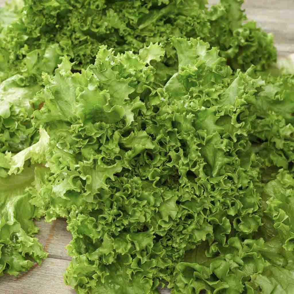 300+ Salad Bowl Lettuce Seeds-Green Lettuce- -A110-Lactuta Sativa- Organic (Non GMO) -Excellent flavor!