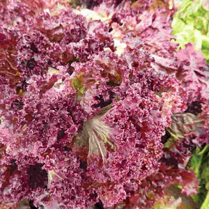 300+ Red Salad Bowl Lettuce Seeds-A111-Lactuta Sativa- Organic (Non GMO)-Matures in 55 Days!