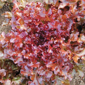 300+ Red Salad Bowl Lettuce Seeds-A111-Lactuta Sativa- Organic (Non GMO)-Matures in 55 Days!