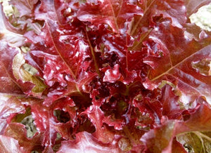 300+ Red Salad Bowl Lettuce Seeds-A111-Lactuta Sativa- Organic (Non GMO)-Matures in 55 Days!