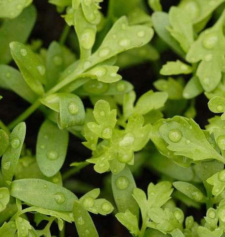 200+  Organic Curly Cress Peppergrass Seeds-Lepidium sativum- Non GMO-Rapidly growing, frilly leaves-G070