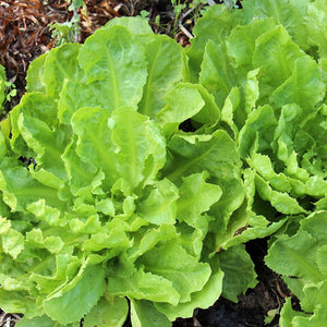 300+ Broadleaf Batavian Escarole Seeds-NON GMO-A116-Cichorium Endiva-Endive Seeds-Open Pollinated Seeds