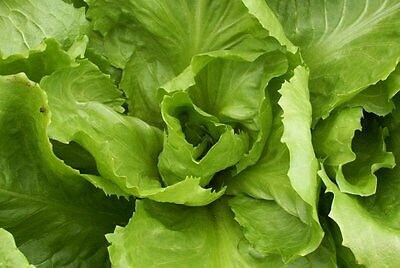 300+ Broadleaf Batavian Escarole Seeds-NON GMO-A116-Cichorium Endiva-Endive Seeds-Open Pollinated Seeds