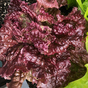 50+ Organic Darkness Looseleaf Lettuce Seeds- Non GMO- Lactuca Sativa--A120