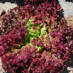 50+ Organic Darkness Looseleaf Lettuce Seeds- Non GMO- Lactuca Sativa--A120