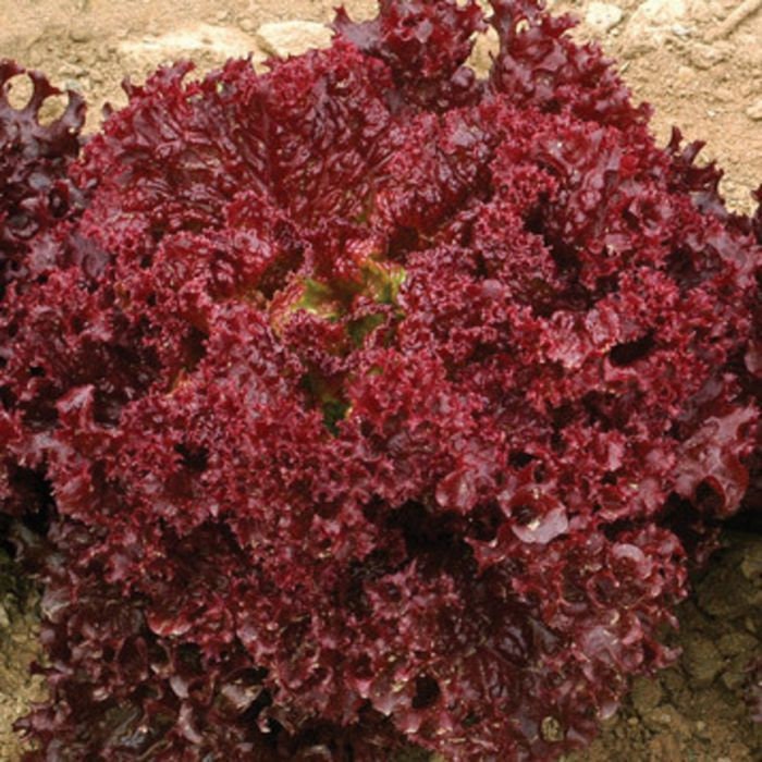 50+ Organic Darkness Looseleaf Lettuce Seeds- Non GMO- Lactuca Sativa--A120