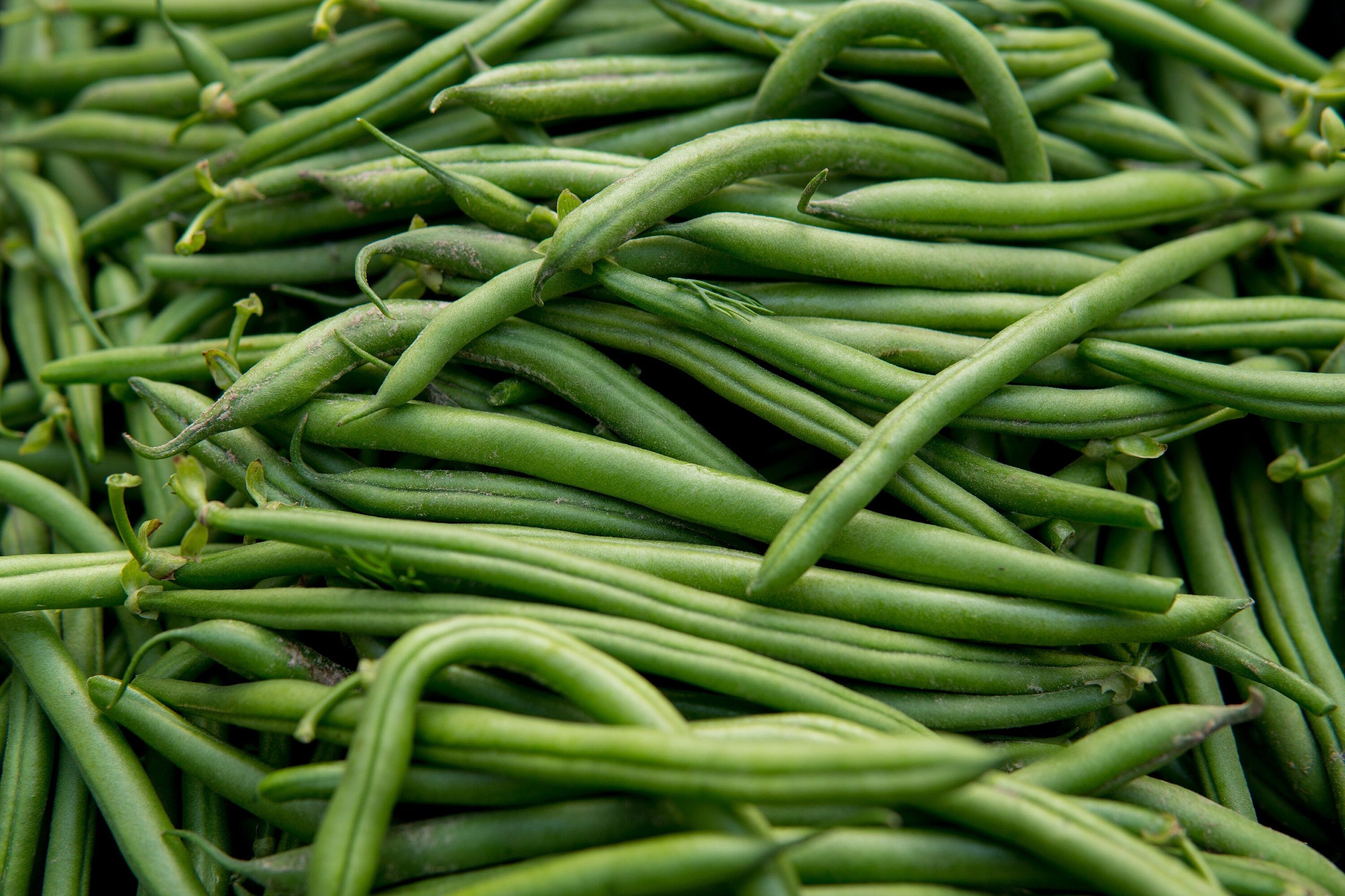 40+ Blue Lake Pole Bean Seeds- Stringless Bean Seeds- Phaseolus Vulgaris -Heirloom Variety-Open-pollinated seeds-A121