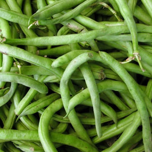 40+ Blue Lake Pole Bean Seeds- Stringless Bean Seeds- Phaseolus Vulgaris -Heirloom Variety-Open-pollinated seeds-A121