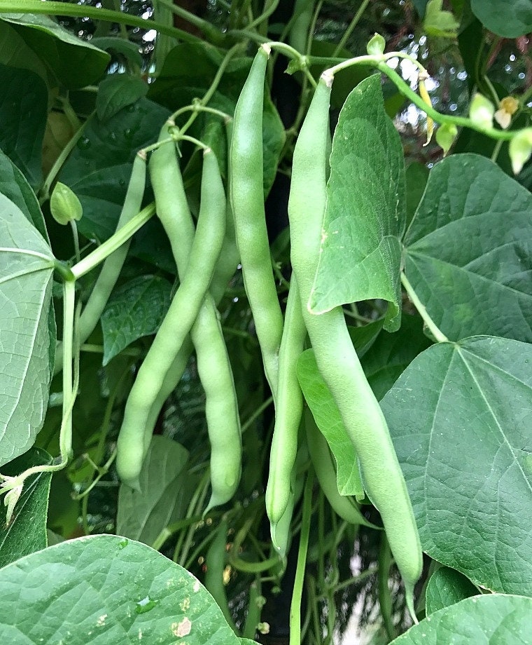 40+ Blue Lake Pole Bean Seeds- Stringless Bean Seeds- Phaseolus Vulgaris -Heirloom Variety-Open-pollinated seeds-A121