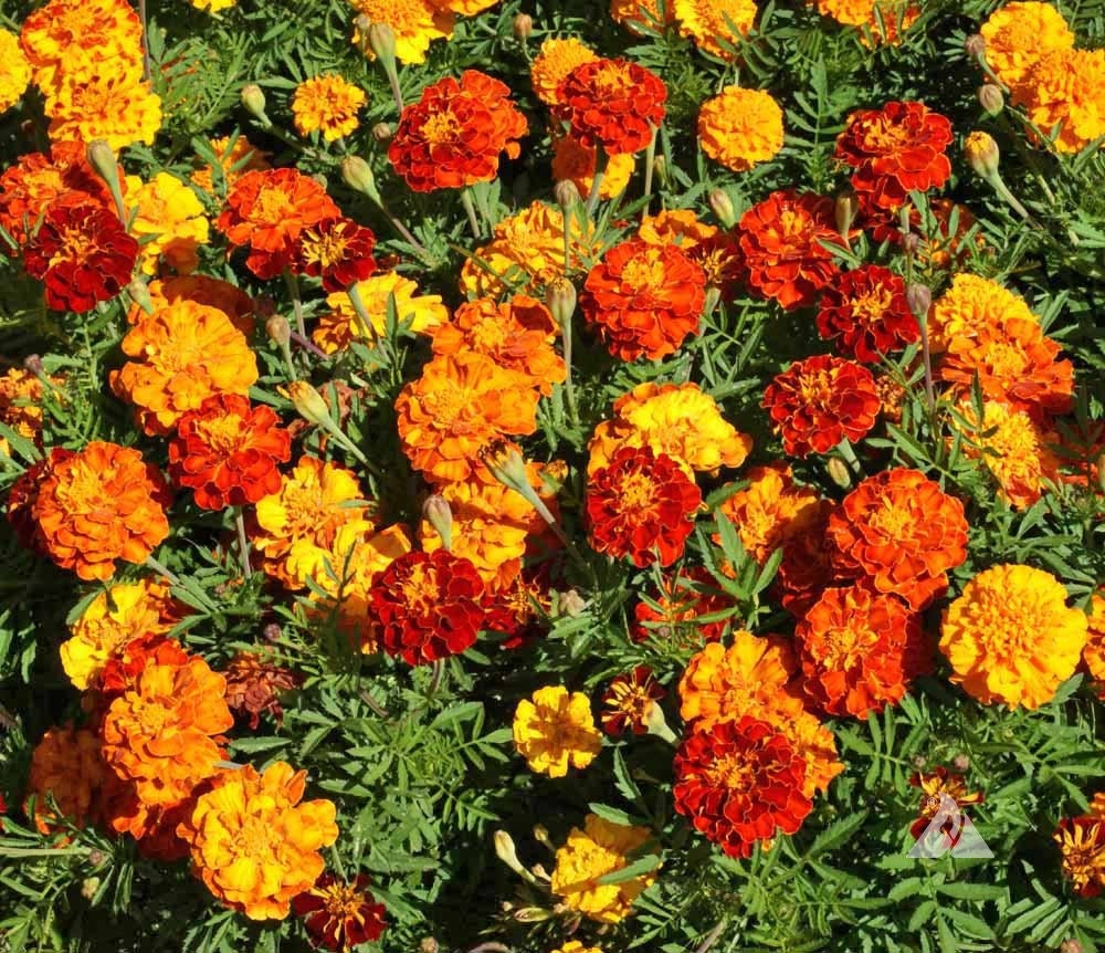 100+ French Marigold Mix Flower Seeds-Tagetes Patula-Beautiful for Home and Garden---B642