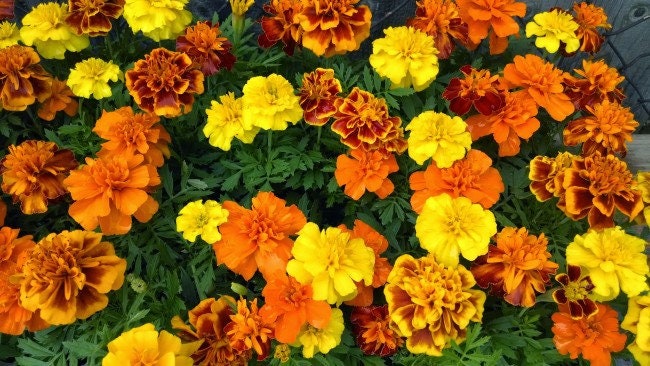 100+ French Marigold Mix Flower Seeds-Tagetes Patula-Beautiful for Home and Garden---B642