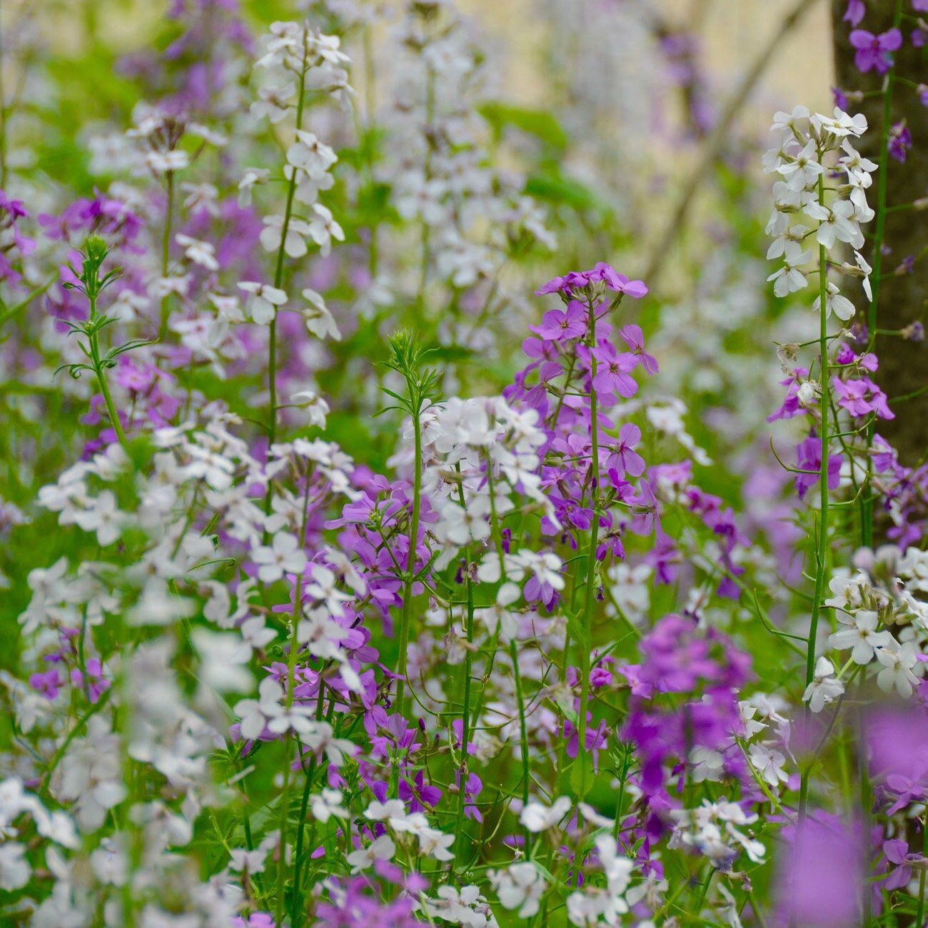 200+ Dame's Rocket Seeds-B646-Hesperis Matronalis-Showy Perennial