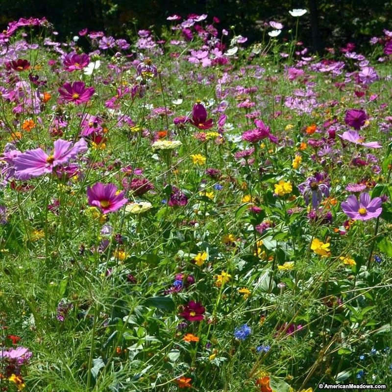 200+ Beautiful  Hummingbird and Butterfly Mix-B659-Mix of Annual, Perennial and Biennials-Attracts Hummingbirds!