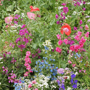 200+ Partial Shade Wildflower Seed Mix-B661-Includes Beautiful Annuals, Perennials and Biennials