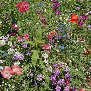 200+ Partial Shade Wildflower Seed Mix-B661-Includes Beautiful Annuals, Perennials and Biennials