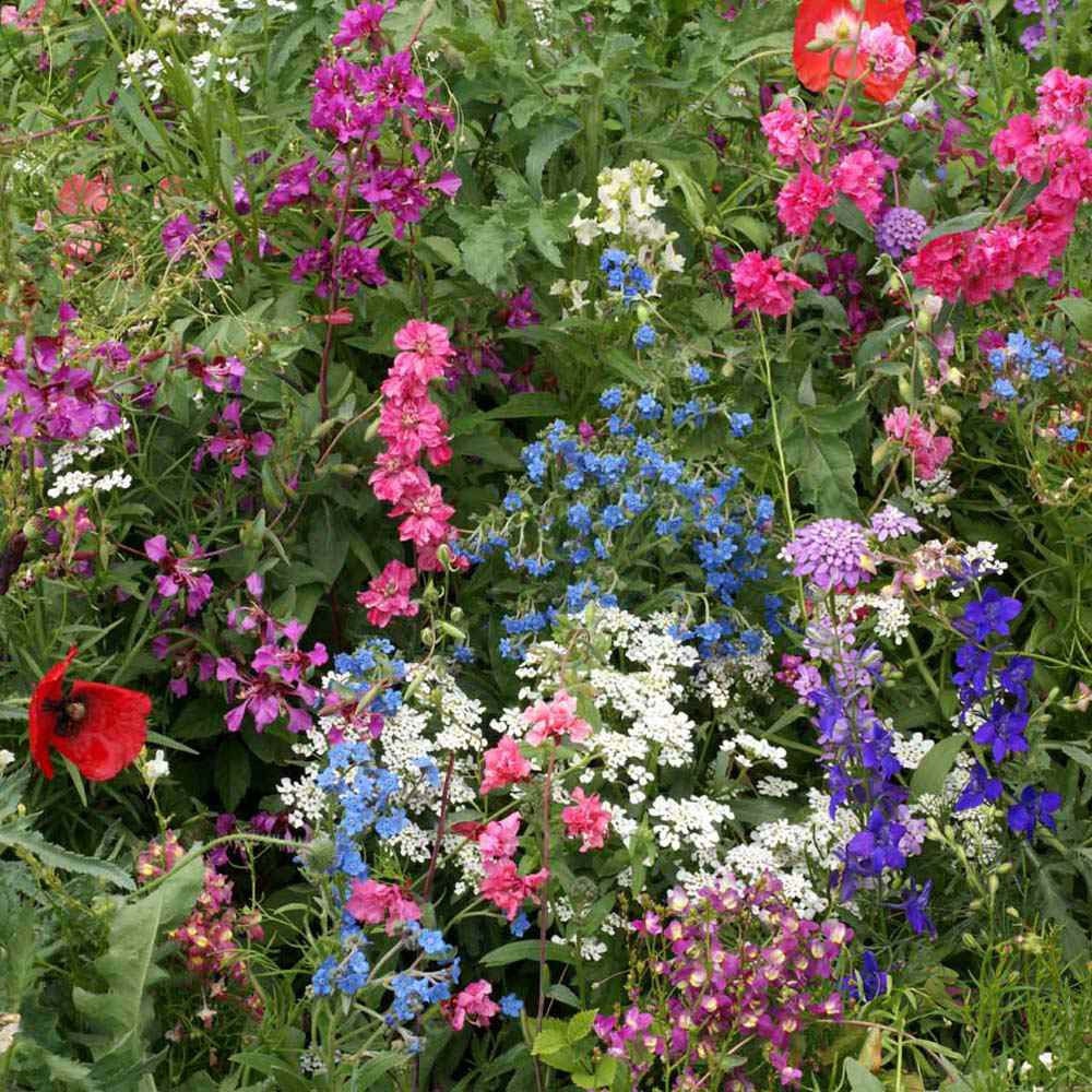 200+ Partial Shade Wildflower Seed Mix-B661-Includes Beautiful Annuals, Perennials and Biennials