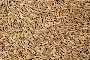 200+ Cumin Herb Seeds-Cuminum Cyminum-G071- Excellent Aromatic Herb-Medicinal and Culinary Herb