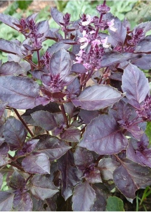 100+ Sweet Basil Dark Opal Seeds-Ocimum Basilicum Dark Opal-G072