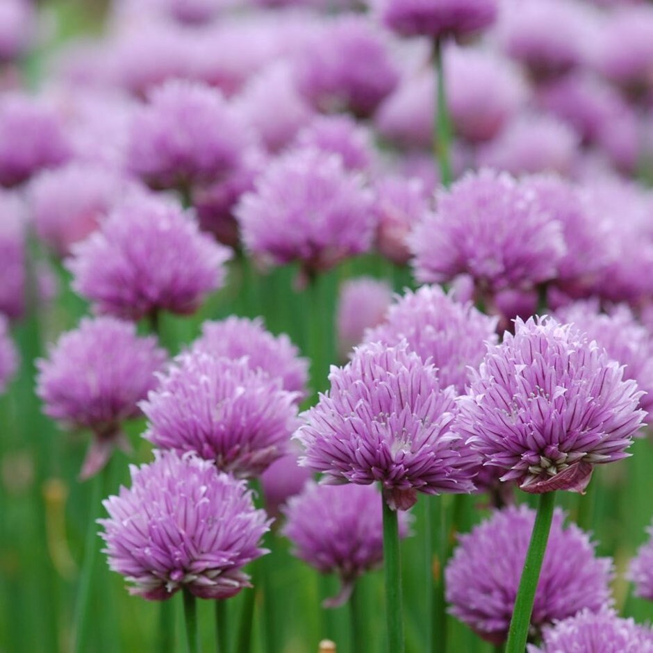 100+ Chives Herb Seeds-Allium Schoenoprasum-G073-Great for salad dressing