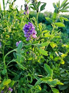 2000+ Alfalfa Seeds Organic-G074-Perennial