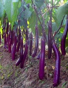 50+ Organic Long Purple Eggplant Seeds- Solanum Melongena- Non GMO- Heirloom Variety-A122