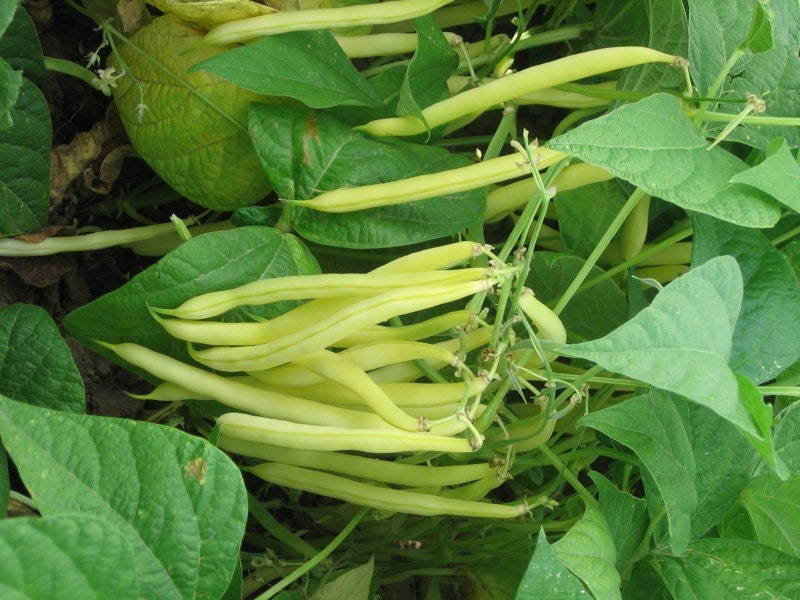 50+ Gold Rush Yellow Wax Bean Seeds-A123-PHASEOLUS VULGARIS-High in Vitamins/Nutrients-Non GMO-Open Pollinated-Matures in less than 60 days!