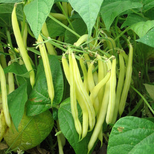 50+ Gold Rush Yellow Wax Bean Seeds-A123-PHASEOLUS VULGARIS-High in Vitamins/Nutrients-Non GMO-Open Pollinated-Matures in less than 60 days!