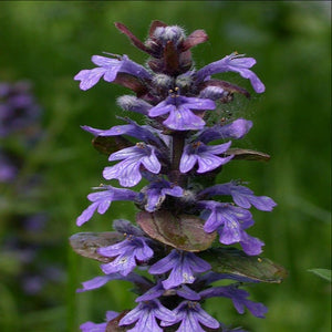 200+ Ajuga Reptans Groundcover Seeds-Good for Erosion Control- Creeping Buglewood-Shade Loving Evergreen Perennial Medicinal Plant-B379