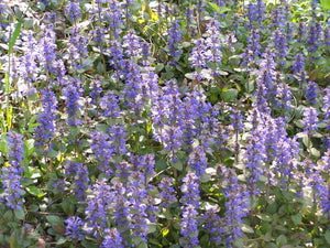 200+ Ajuga Reptans Groundcover Seeds-Good for Erosion Control- Creeping Buglewood-Shade Loving Evergreen Perennial Medicinal Plant-B379