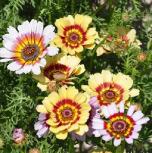 100+  Painted Daisy Flower Seeds- Chrysenthemum Carinatus-B778-Fast growing Beauty