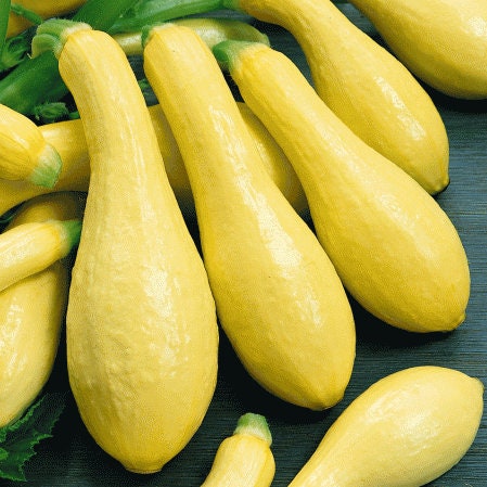 20+  Organic Squash- Early Prolific Straightneck-(Non GMO)- CUCURBITA PEPO-A037