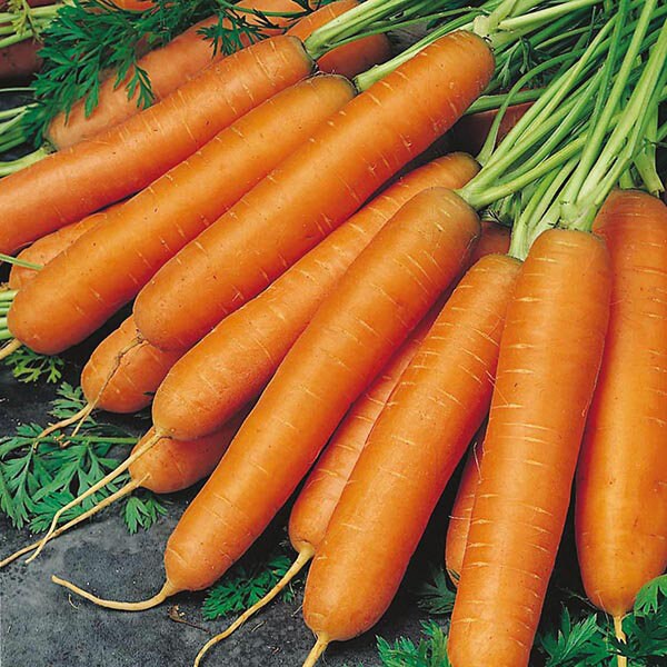 200+ Carrot Scarlet Nantes- Organic (Non GMO)-A055-Daucus Carota