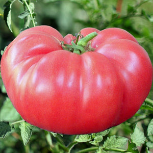 30+ Organic Brandywine Tomato Seeds-Solanum lycopersicum- Open Pollinated Non GMO-A161