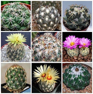 30+ Coryphantha Cactus Mix Seeds-C029