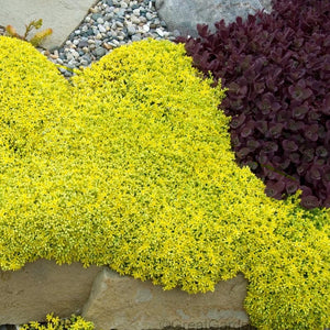 100+ Sedum Acre Perennial  Seeds - Stonecrop Aurum- Goldmoss Stonecrop- Mossy Stonecrop-C089