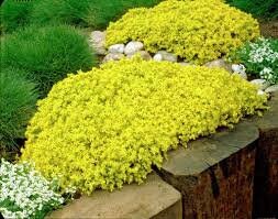 100+ Sedum Acre Perennial  Seeds - Stonecrop Aurum- Goldmoss Stonecrop- Mossy Stonecrop-C089