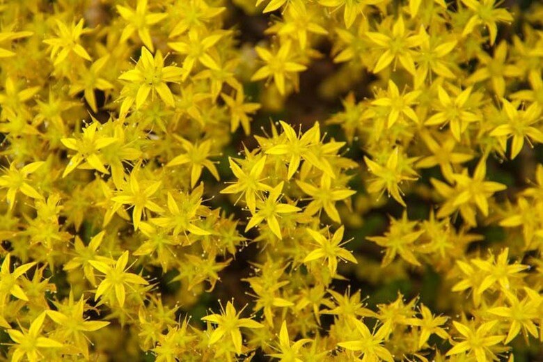 100+ Sedum Acre Perennial  Seeds - Stonecrop Aurum- Goldmoss Stonecrop- Mossy Stonecrop-C089