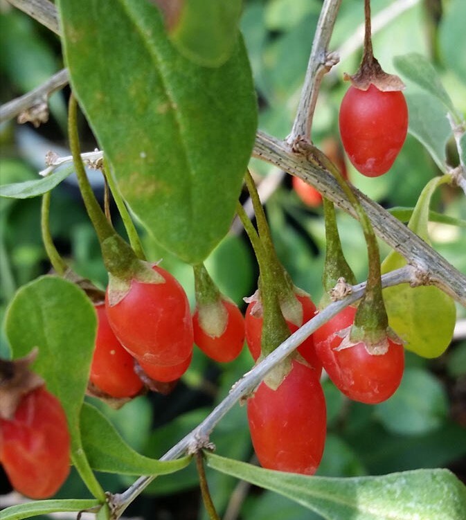 50+ Goji Berry Seeds- Juicy Wolfberry- Lycium Barbarum- Lots of Health Benefits-D018