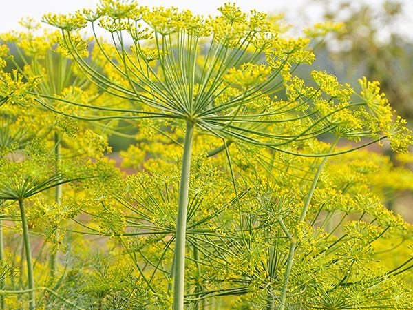 500+ Organic Long Island Mammoth Dill Seeds- Heirloom Variety- Non GMO- Seeds- ANATHUM GRAVEOLENS----G068